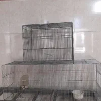 قفس