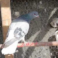دمگیر|پرنده|اصفهان, براآن شمالی|دیوار