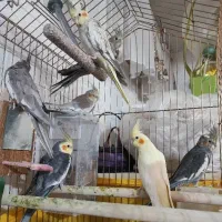 عروس هلندی