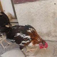 خروس گلین