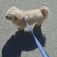 سگ نر|سگ|کرمانشاه, |دیوار