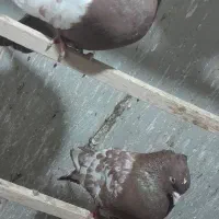 کبوتر سینه ی