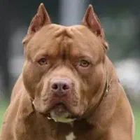 سگ پامریئن|سگ|ابهر, |دیوار