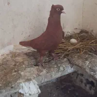 سرخ دم معاوضه با طوقی