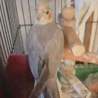 عروس پاریس یا هلندی|پرنده|اهواز, سلطانمنش|دیوار