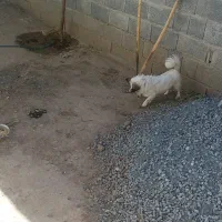 سگ پاکوتاه روباهی سلام