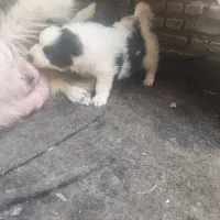 سامویید ماده|سگ|فولادشهر, B7|دیوار