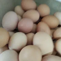 تخم مرغ رسمی واورگانیک نطفه دار هم هستند|خوردنی و آشامیدنی|قم, چهل درخت|دیوار