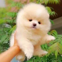 توله سگ پامر کوچولو دو ماه ۱۰ م