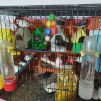 فنچ بالغ|پرنده|محمدیه-قزوین, |دیوار