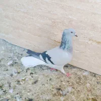 سوسنی دم سفید یا کاغذی دم سفید|پرنده|شیراز, دروازه قران|دیوار