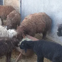 گوسفند بره چپش میش بز|حیوانات مزرعه|دورود, |دیوار