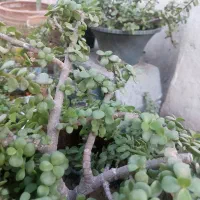 گل خرفه ای  مناسب هر آب و هوایی|گل و گیاه طبیعی|بندرعباس, |دیوار