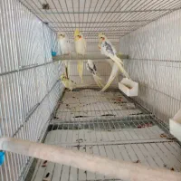 عروس هلندی
