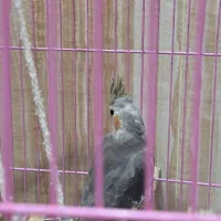 فروش ۲ عدد جوجه عروس هلندی|پرنده|اهواز, منازل سپاه|دیوار