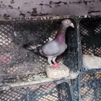 کبوتر