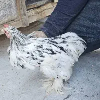 نیمچه مرغ و خروس