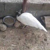 ماده طاووس ابلغ شکلاتی وایت