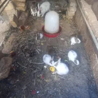 خرگوش