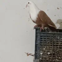 کله سفید|پرنده|بهبهان, |دیوار