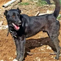 گمشده|حیوانات|یاسوج, |دیوار