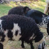 بره نر ماده پرواری