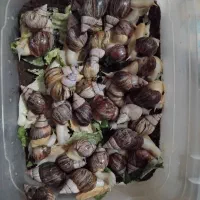 حلزون آچاتینا