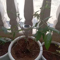 نهال بلوبری خارجی آمریکایی مخصوص بالکن و حیاط