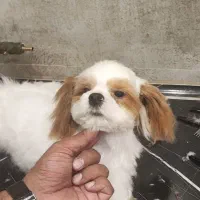 اصلاح و شستشو سگ و گربه|خدمات پیشه و مهارت|زنجان, |دیوار