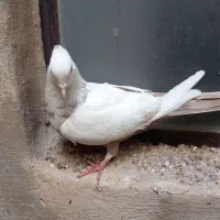 ماده دنبی