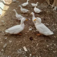 گوسفند خروس اوردک زنده درجه یک گوشتی
