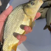 بچه ماهی کپور آمور فیتوفاگ|ماهی|سبزوار, کلاته سیفر|دیوار