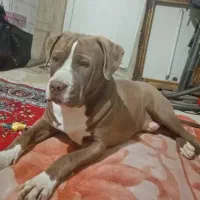 سگ پید بل|سگ|خورموج, |دیوار