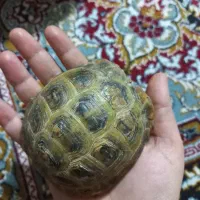 سیلونک لوتین