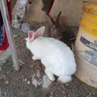 خرگوش
