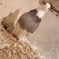 کبوتر طوقی|پرنده|دلبران, |دیوار