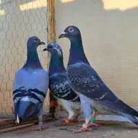 سید جوجه آلمانی سبز پولکی پرشی سوسکی صید چاپی پولک