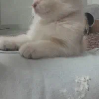 فروش بریتیش اسکاتیش نر اصیل سیلور