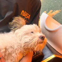 واگذاری سگ شیتزو|سگ|سهند, |دیوار