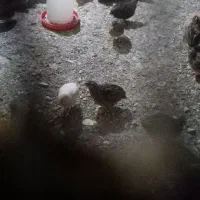 بلدرچین|حیوانات مزرعه|مشهد, کوشک مهدی|دیوار