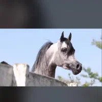 مادیان دوسر وارداتی به همراه کره مادیان دوماهه