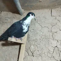 کفتر|پرنده|کرمان, |دیوار