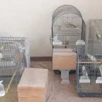 طوطی عروس هلندی