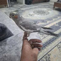 عروس هلندی|پرنده|تهران, بهارستان|دیوار