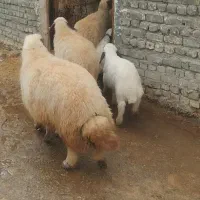 میش داشتی درجه یک