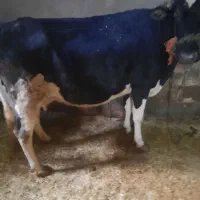 گاو شیری آبستن