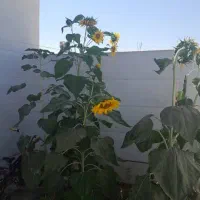 فروش خانه ویلایی ۷۲ متری ۲ خوابه