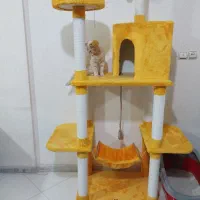 اسکرچر گربه هیوا پت