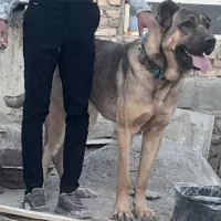 سگ خراسانی درجه یک