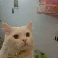 گربه پرشین|گربه|مشهد, مشکینی (شهرک غرب)|دیوار